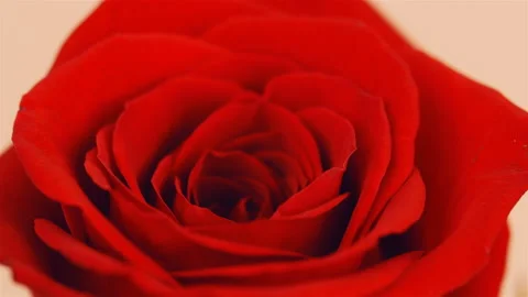Close up of a red lush rose rotates on pink background. Stock Footage 102804716