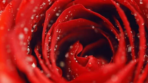 Close up of a red lush rose with water drops. Stock Footage 102804623