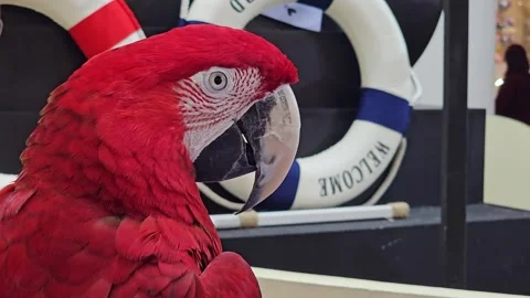 Close Up of a Red Macaw Parrot with Detailed Feathers and Eyes at a Wildlife Stock Footage 297849081