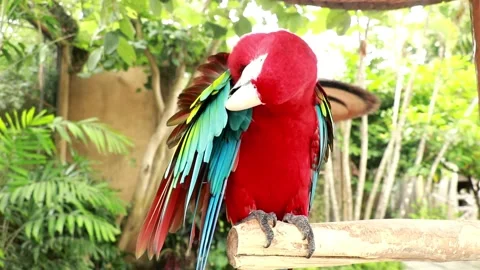 Close up of Red Macaw parrot head with ruffled feathers. It raises its claw to Stock Footage