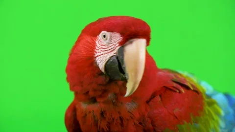 Green Parrot Stock Footage ~ Royalty Free Stock Videos | Pond5