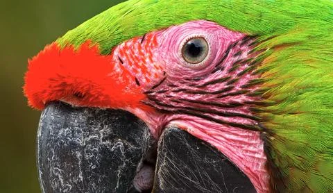 Close up of a red macaw Stock Photos