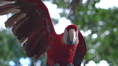 Close up of red macaw. Red parrot flapping wings Stock Footage 149546677