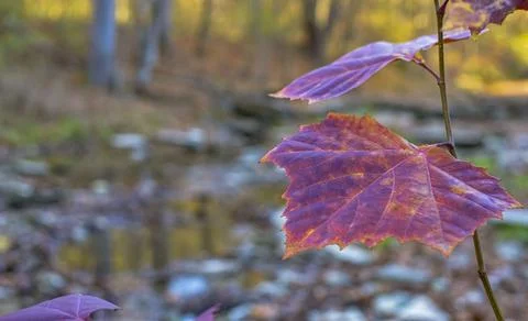  Close-Up of Red Maple Leaf in Autumn Forest Stock Photos