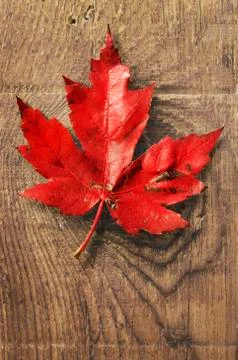 Close-up of Red Maple Leaf on old barn Board Stock Photos