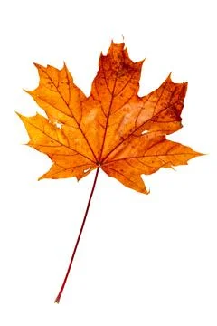 Close-up of red maple leaf Stock Photos