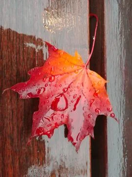 Close up of a red maple leaf with rain drops on it. Stock Photos