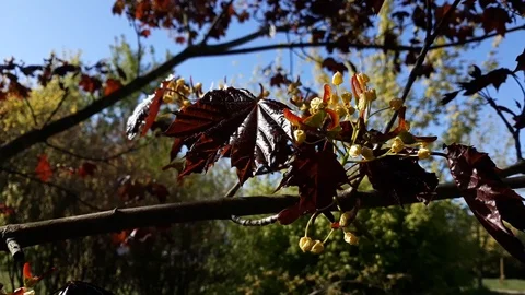 Close up: red maple leaves and the buds on a tree - 4 Vídeo Stock 107707880