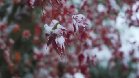 Close up of red maple leaves covered with fresh white winter snow 스톡 동영상 341958204