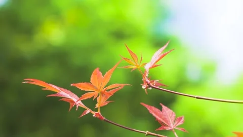 Close-Up red maple leaves swaying in a soft breeze Video stock 342226957