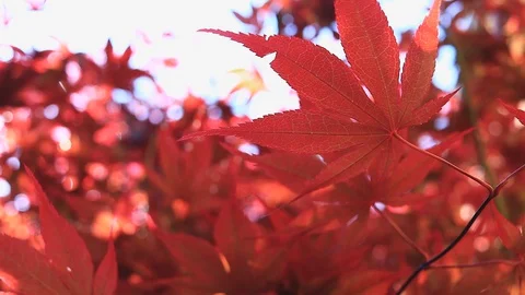 Close up of red maple leaves in the wind Stock Footage 129333405