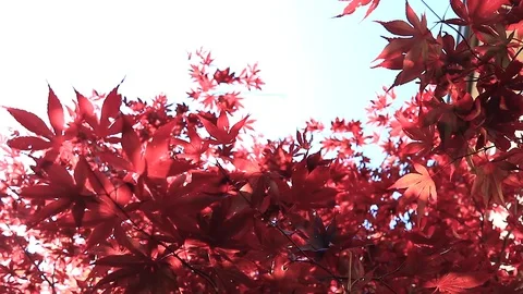 Close up of red maple leaves in the wind Stock Footage 129333416