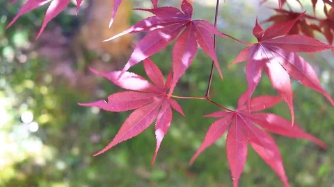 Close up of red maple leaves in the wind and grass in the background Stock Footage 129333419