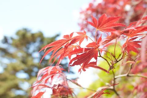 Close up of red maple tree. Red maple leaf Stock Photos