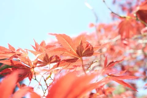 Close up of red maple tree. Red maple leaf Stock Photos