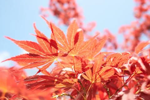 Close up of red maple tree. Red maple leaf Stock Photos