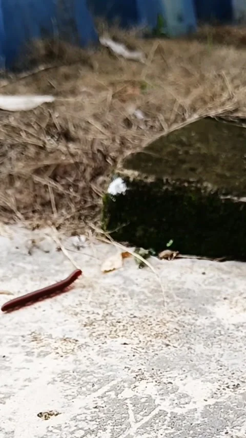​Close-Up of Red Millipede Crawling on Rough Concrete Ground in Sun Stock Footage 322112939