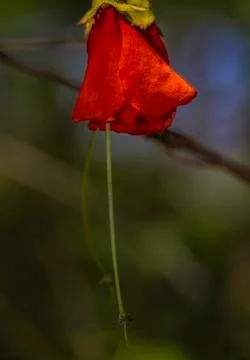 Close up of a red mini flower Stock Photos