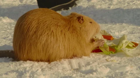 Close-up, a red muskrat gnaws on cabbage sitting on a snow-covered path in a Stock Footage 181130767