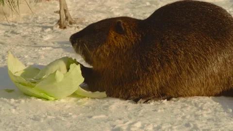 Close-up, a red nutria gnaws on a cabbage leaf sitting in the snow in the park Stock Footage 205318543