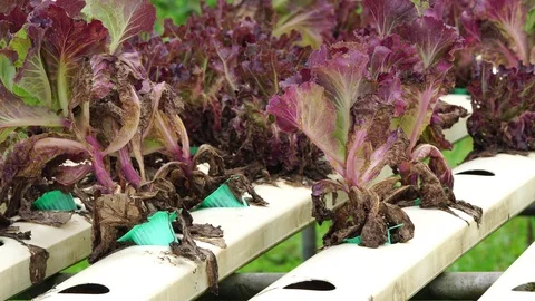 Close-up red oak Organic hydroponics Vegetable Farm (Wilted vegetable field) Stock Footage 97253237