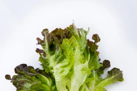 Close up Red Oak on white Stock Photos