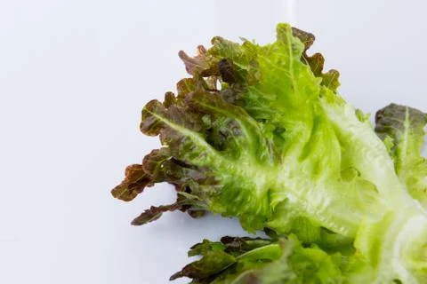 Close up Red Oak on white Foto stock