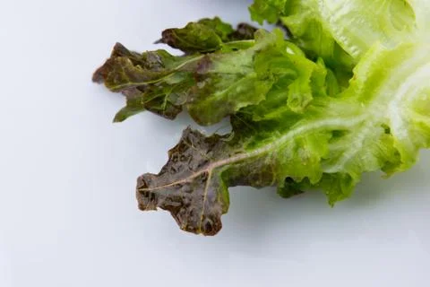 Close up Red Oak on white Stock Photos