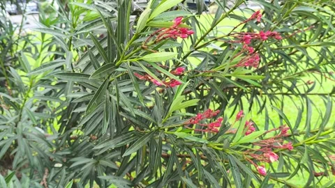 Close Up of Red Oleander Buds Before Blooming Stock Footage 329266673