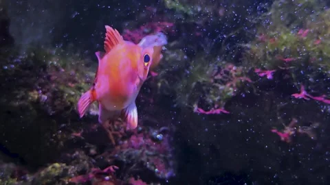 Close up of a red, orange boarfish Stock Footage 297545921