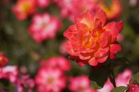 Close up red orange roses Stock Photos