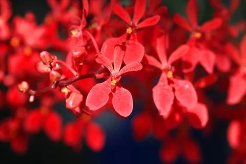 Close up red orchid background Stock Photos