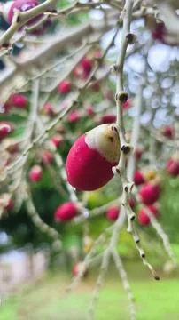 Close up of red palm fruit or Dictyosperma with blurred background Stock Photos