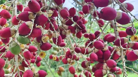 Close up of red palm fruit on the tree Stock Photos