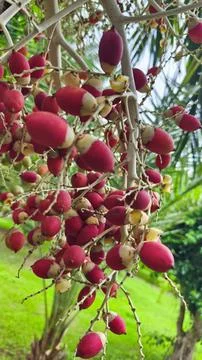 Close up of red palm fruit on the tree Stock Photos