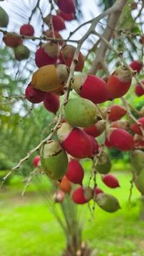 Close up of red palm fruit on the tree Stock Photos