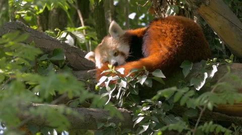 Close up Red Panda (Ailurus fulgens) sleeping on a tree, as wind moves leaves. Stock Footage 62742103