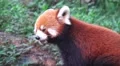 Close Up Red Panda Chewing On Food In Green Forest 02 4K 4k or 4k+ Resolution