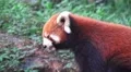 Close Up Red Panda Chewing On Food In Green Forest 4K 4k or 4k+ Resolution