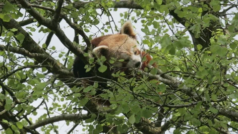 Close up of a red panda fast asleep on the branches of a tree. 4K locked tripod Stock Footage 142747806