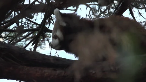 Close up Red Panda Stock Footage 165296284