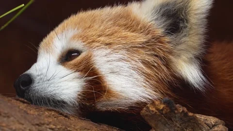 Close up of a red panda Stock Footage 270864907