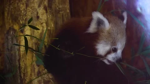 Close up of a red panda Stock Footage 270866692