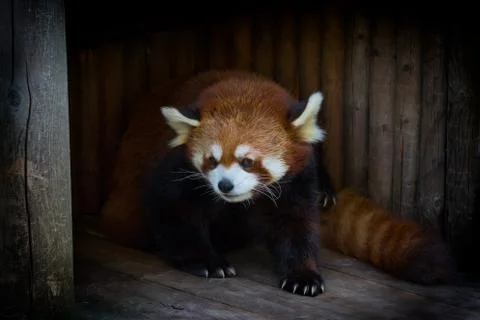 Close up of Red Panda in its hideout Stock Photos