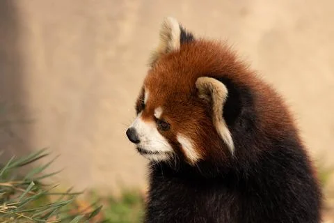 Close up Red Panda, Lesser Panda Foto stock