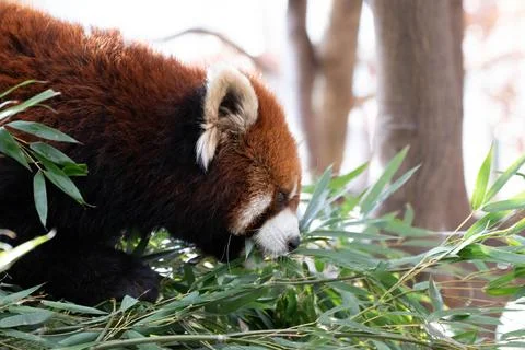 Close up Red Panda, Lesser Panda Stock Photos