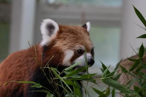 Close up Red Panda, Lesser Panda Stock Photos