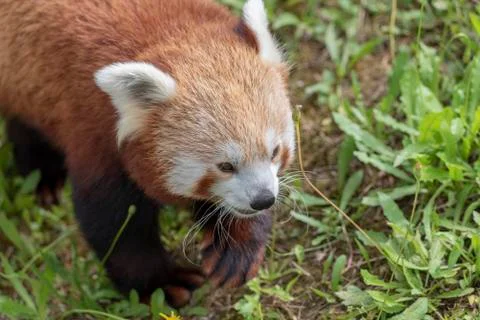 Close-Up Of A Red Panda Looking Away Stock-Fotos