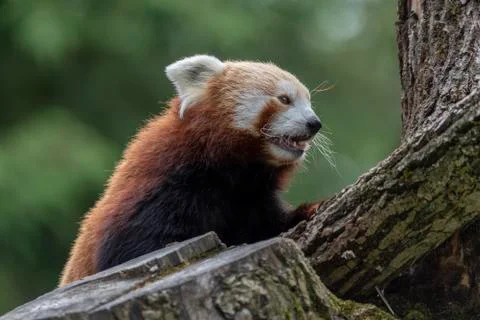 Close-Up Of A Red Panda Looking Away Stock Photos