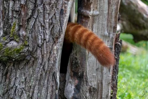 Close-Up Of A Red Panda Looking Away Stock Photos